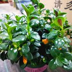 金鱼吊兰