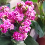 长寿花