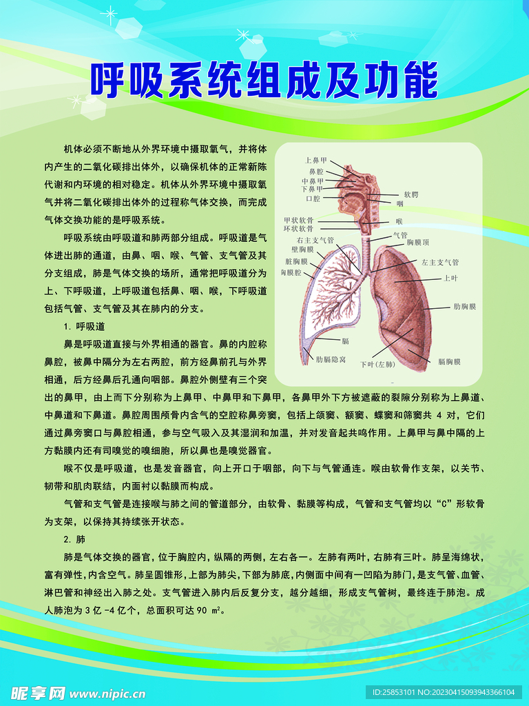 呼吸系统组成及功能