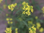 小黄花野草开花