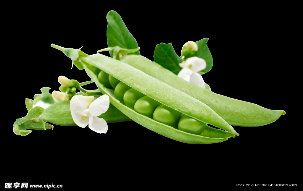 豌豆荚 