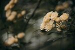 木香花