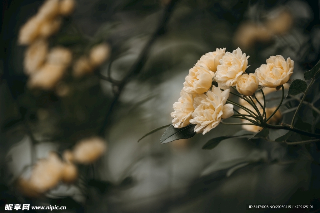 木香花