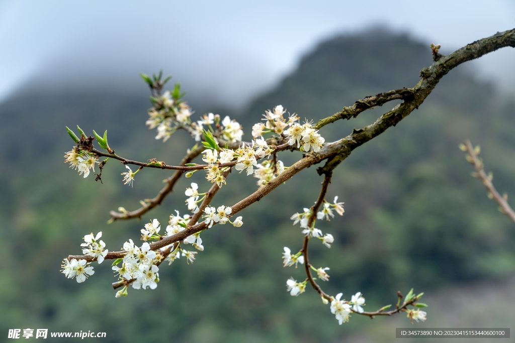 李树开花