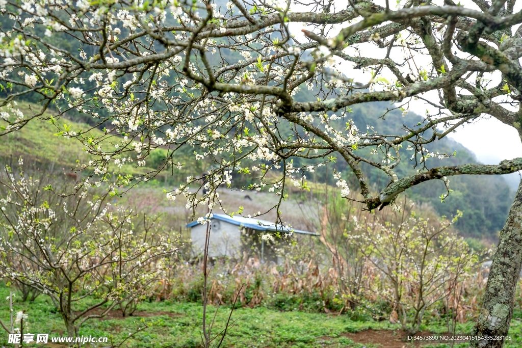 李树花枝