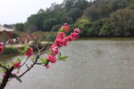  湖边春天桃花绽放高清图