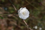 一枝白桃花