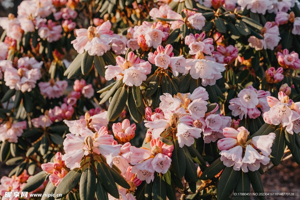 杜鹃摄影图__花草_生物世界_摄影图库_昵图网