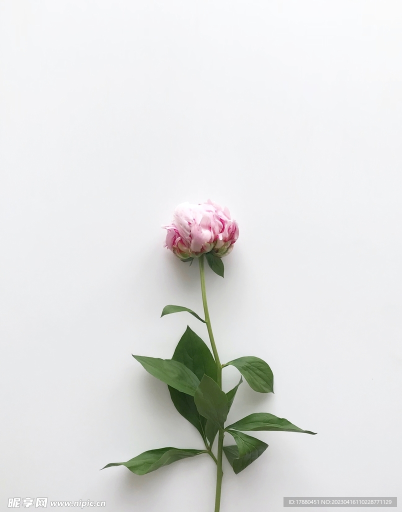洋桔梗