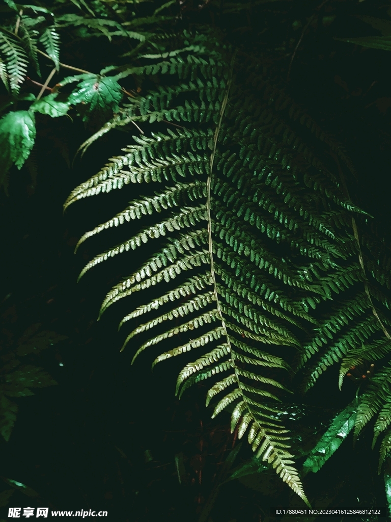 桫椤
