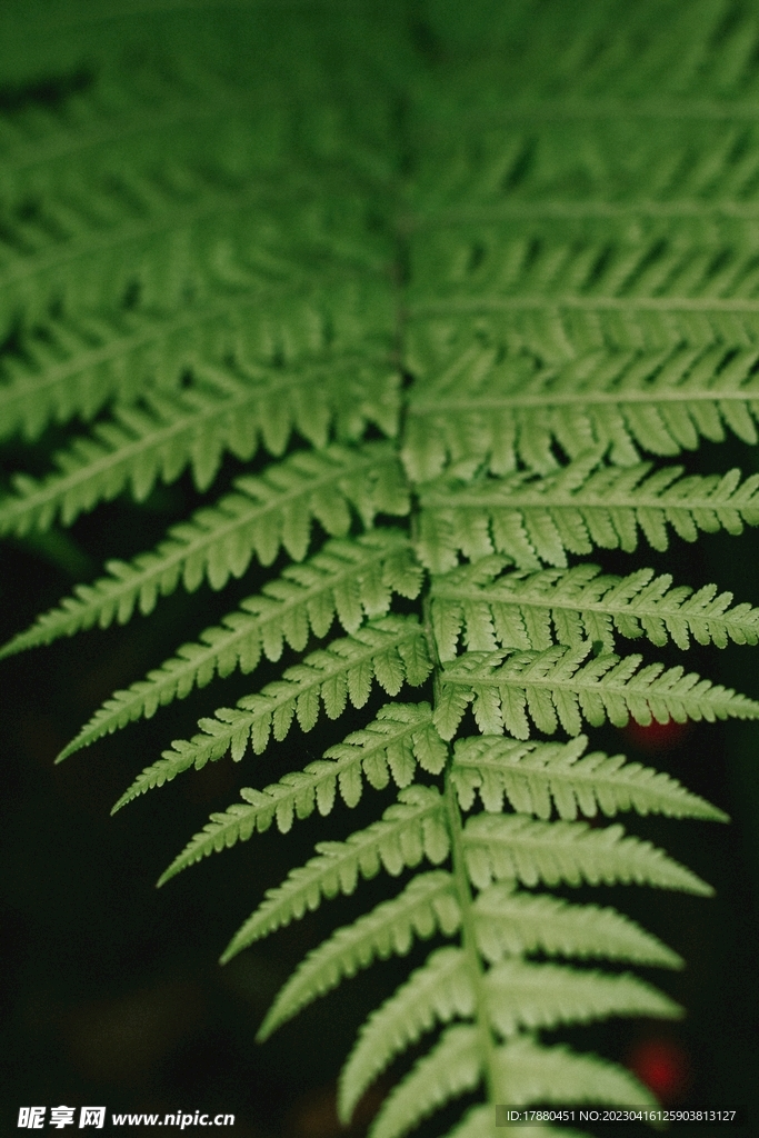 蕨类植物