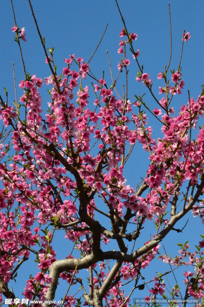 桃花 