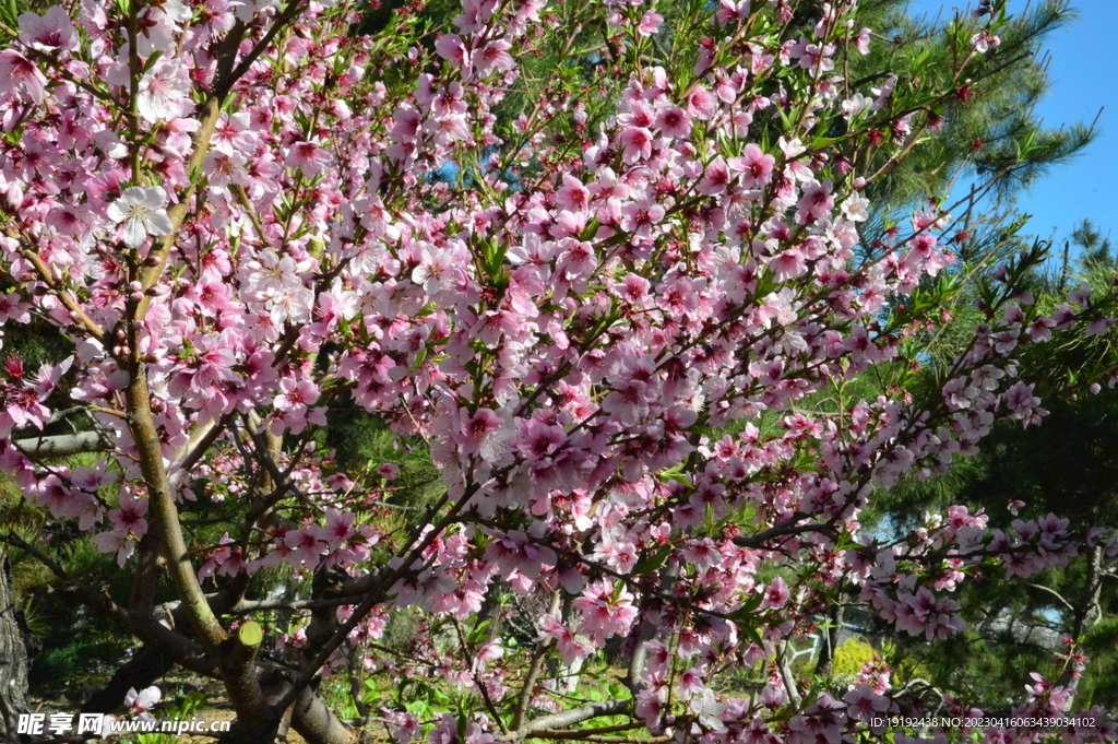 桃花 