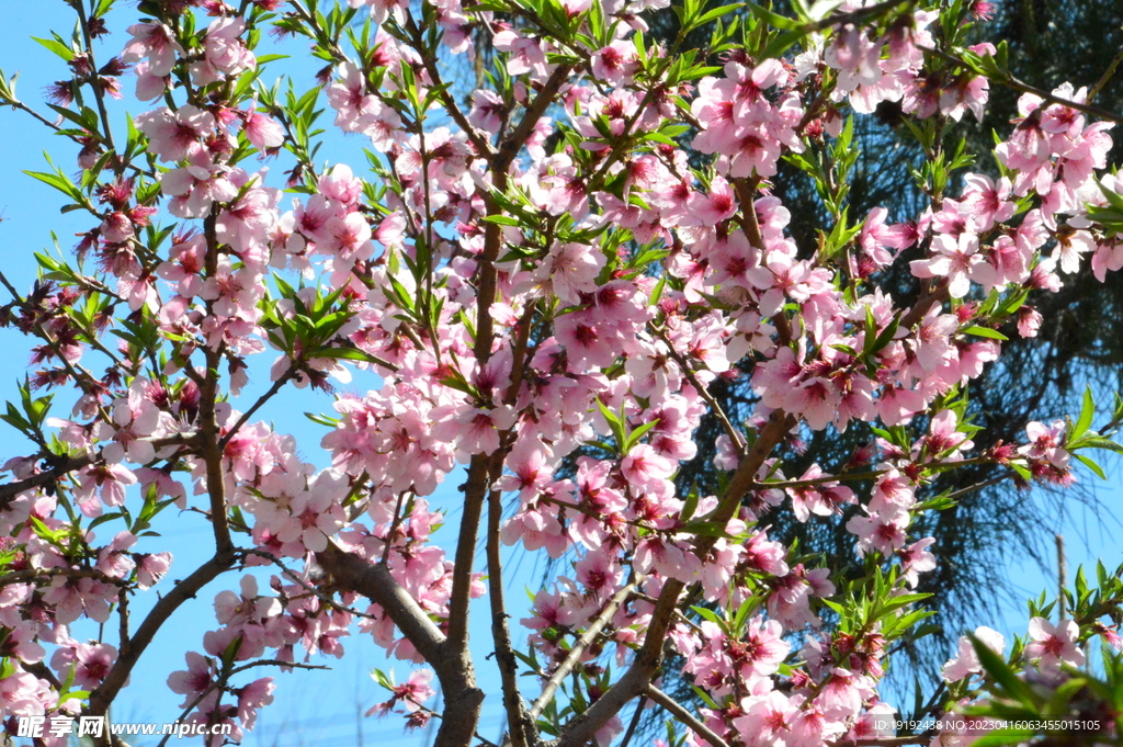 桃花