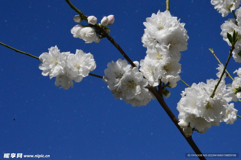 桃花 