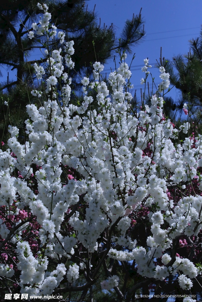 桃花