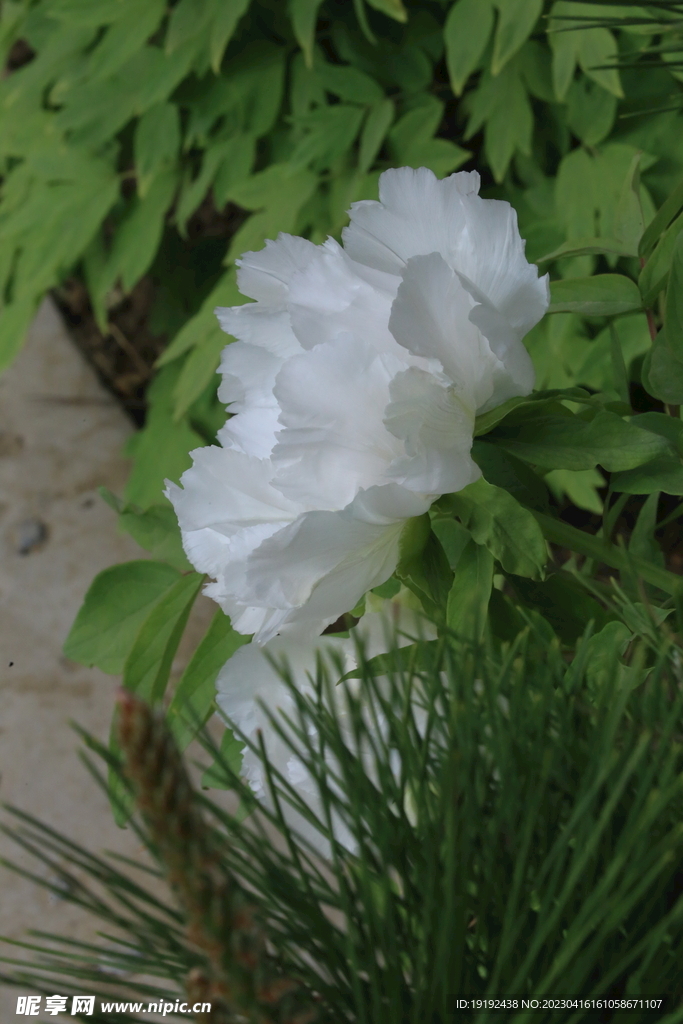 牡丹花 