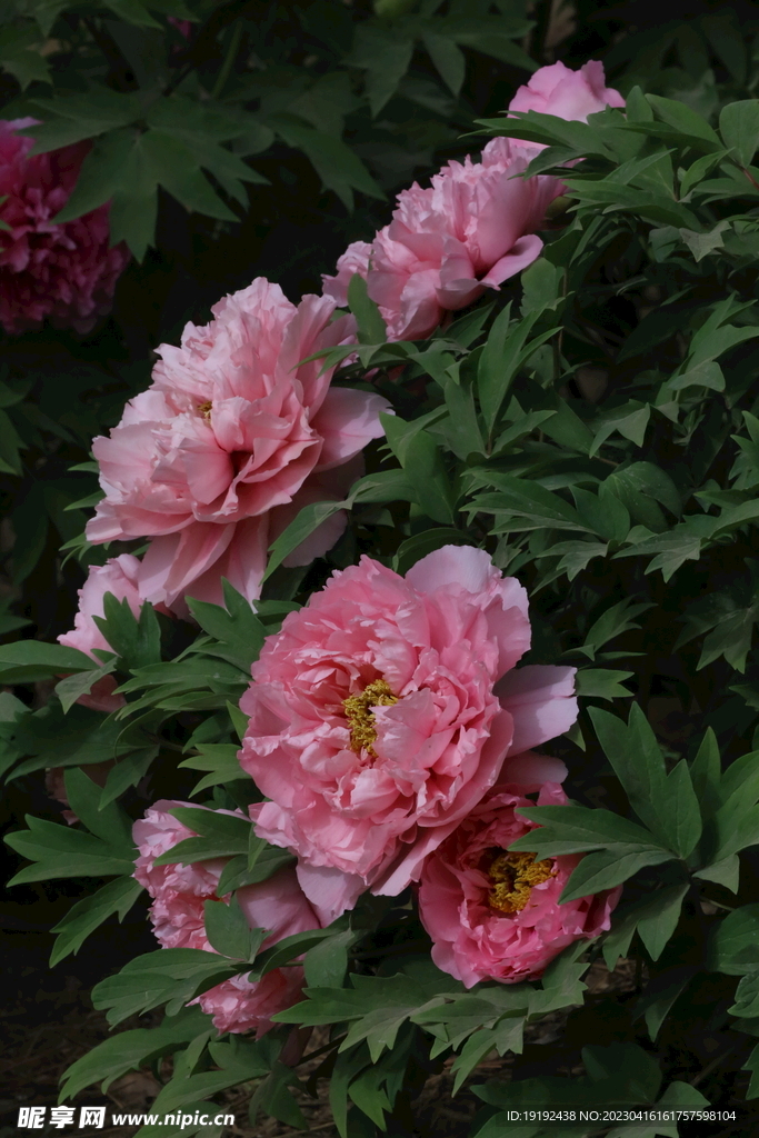 牡丹花 
