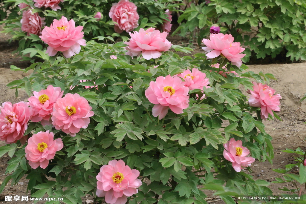 牡丹花 