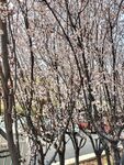 紫叶李