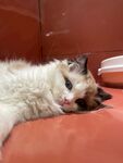 布偶猫