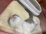 睡觉小猫