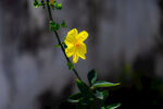 迎春花