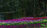 绿化带鲜花