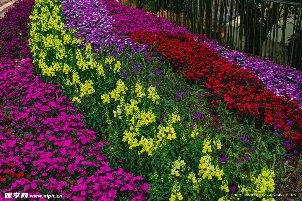 遍地鲜花