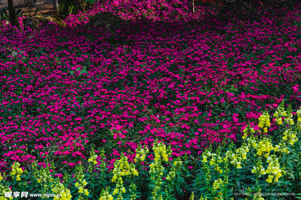 鲜花遍地