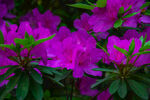 杜鹃花