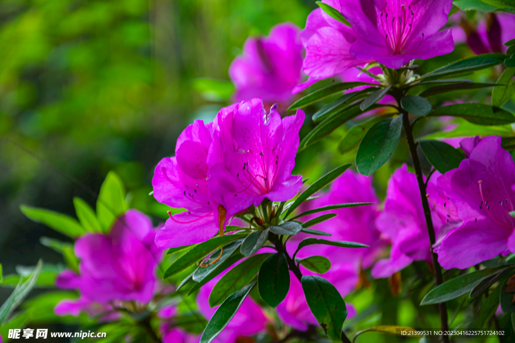 杜鹃花