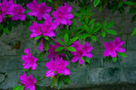 杜鹃花