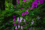 杜鹃花