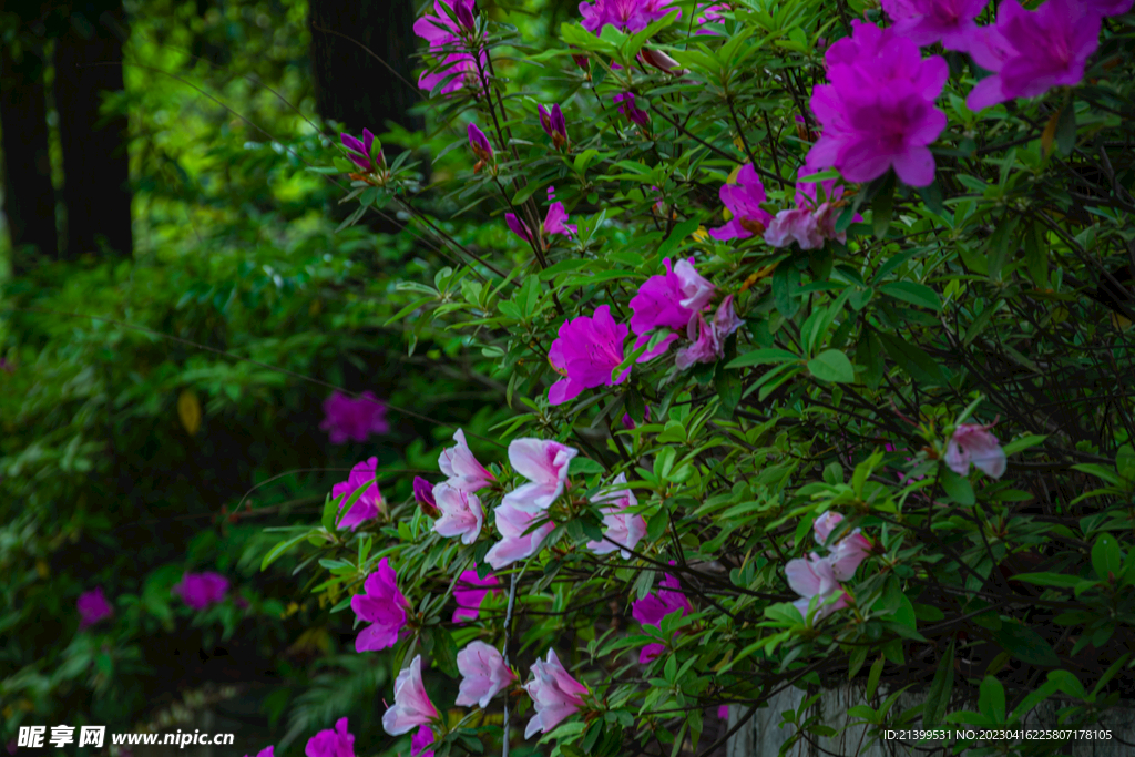 杜鹃花