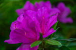 杜鹃花