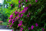 杜鹃花