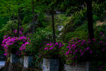 杜鹃花