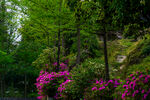 杜鹃花