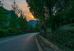 夕阳和绿树