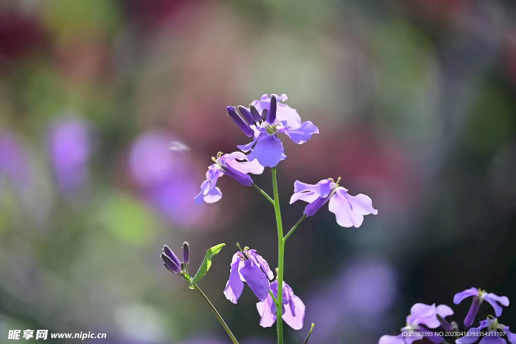 花