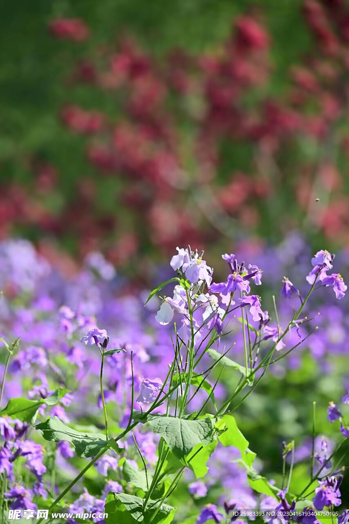花