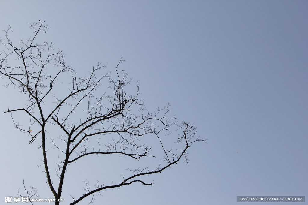 天空 枯树