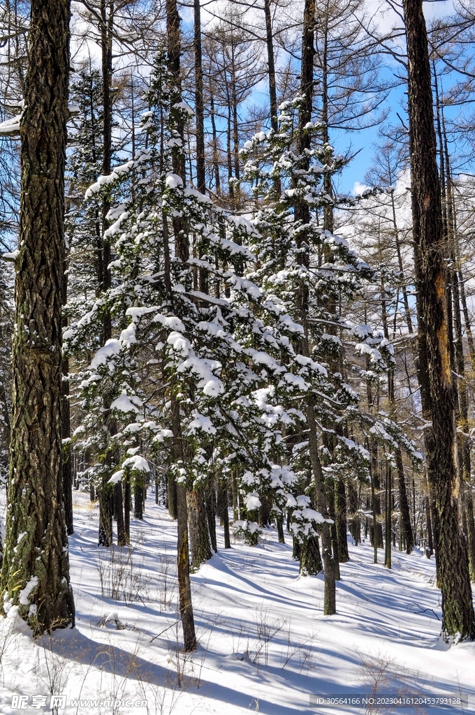 雪山森林