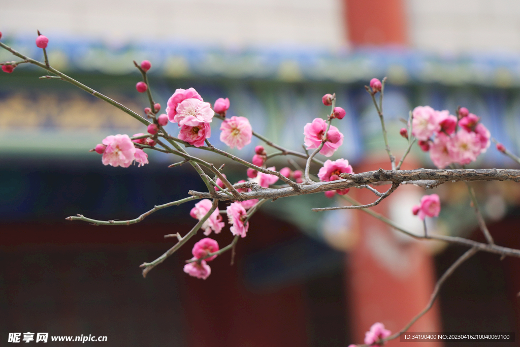 桃花