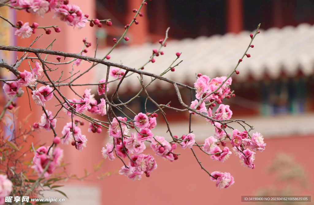 桃花