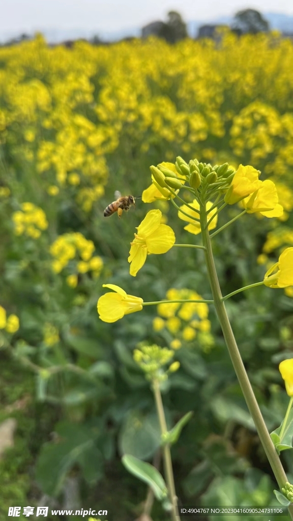 油菜花