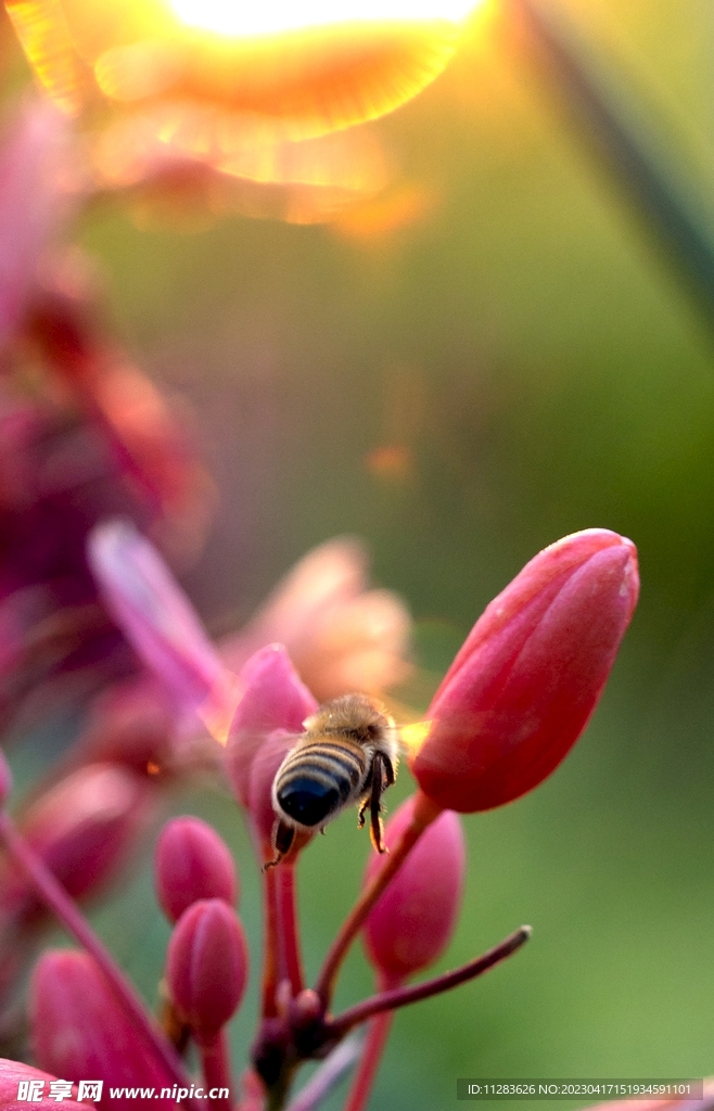 蜜蜂图片