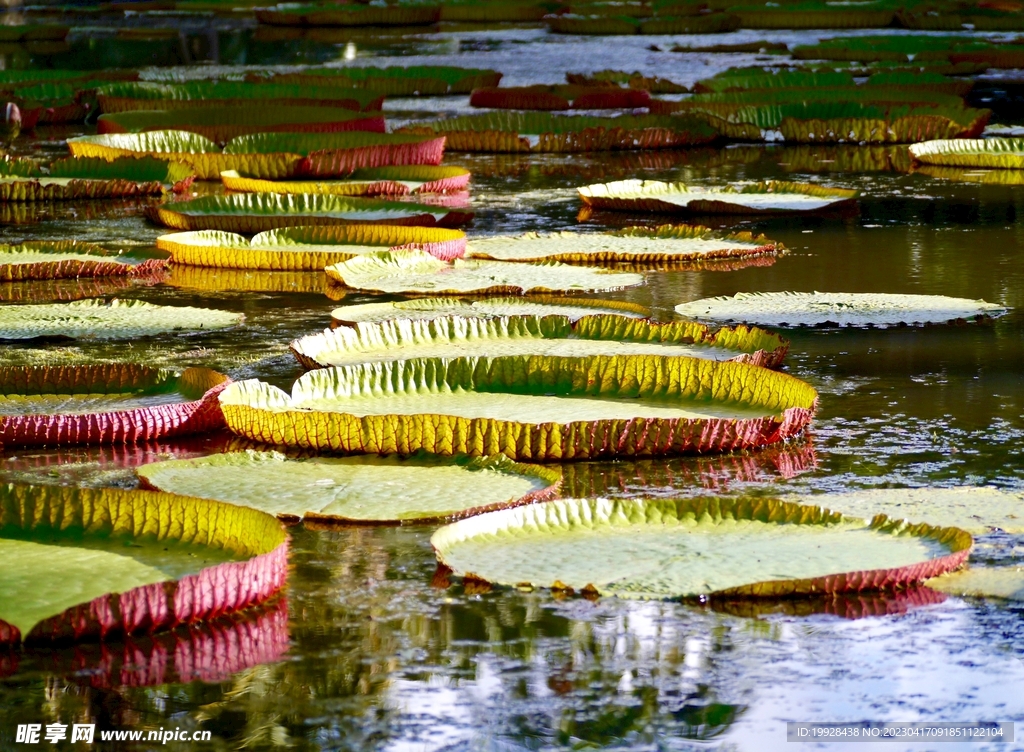 皇家植物园