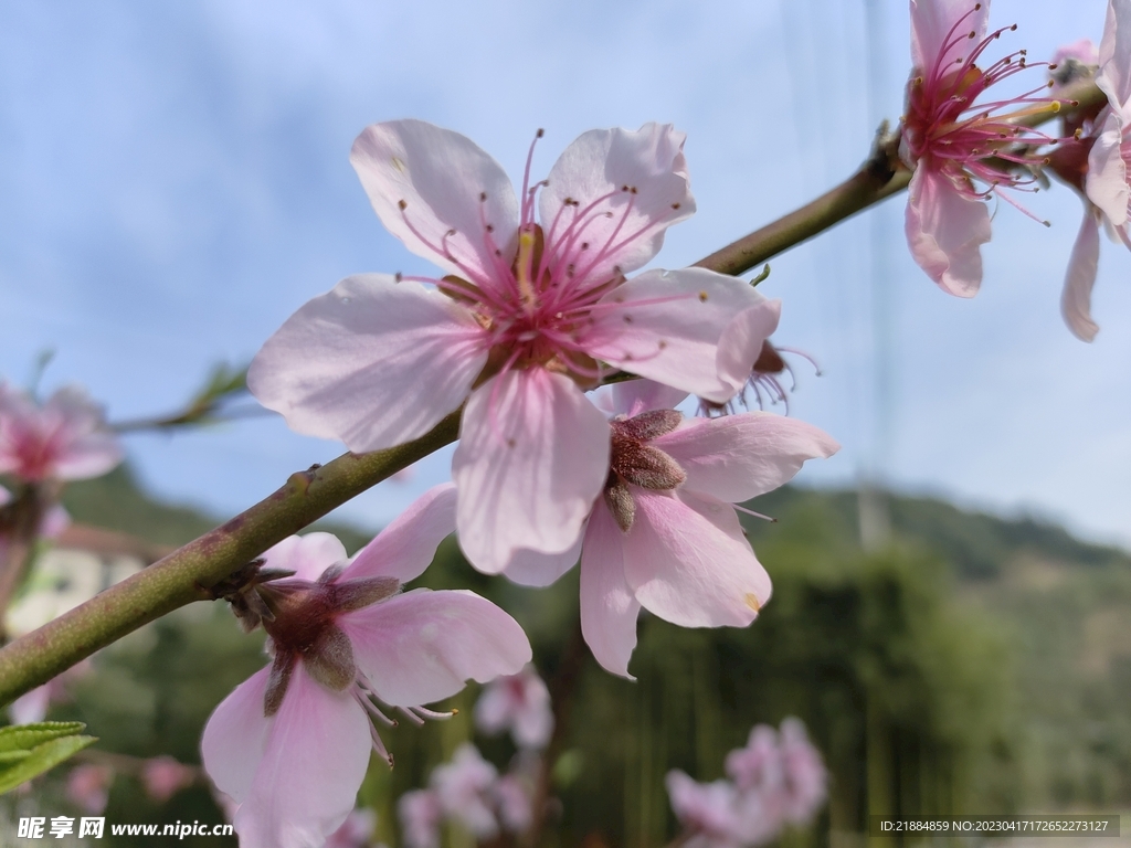 桃花